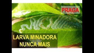 Como combater a Larva Minadora com Eficiência  Receita sem Veneno [upl. by Sellers]