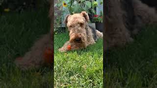 Airedale Terrier Enjoying a Carrot [upl. by Amiel901]