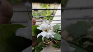 Seeds on pistil on parijatham jasmine family wow parijatham garden omnamonarayana [upl. by Dart]