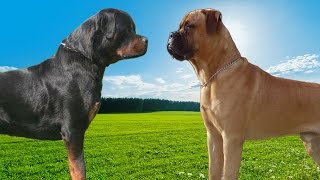 Rottweiler VS Bullmastiff Highlights [upl. by Roid]