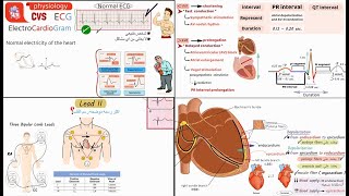 المحاضرة 7 من كورس الفيسيولوجي Physiology CVS Lecture  7  Normal ECG [upl. by Repotsirhc]