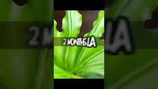 Selloum Propagation Quick and Easy shorts selloum philodendron plants planttips [upl. by Eneg]