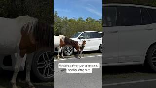 Assateague Island National Seashore Wild Horses horse short shorts fyp beach [upl. by Mavis525]