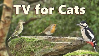 Cat TV  Morning Birds for Cats to Watch  Virtual Bird Feeder [upl. by Aseret245]