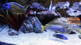 Malawi Cichlid Aquarium [upl. by Ahsiatal]