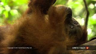 Orangutan Opus  Tchaikovsky and wildlife [upl. by Carma]