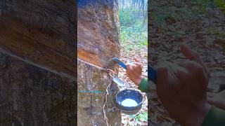 rubber tree harvesting and processing shorts MrBeast [upl. by Karissa139]