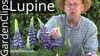 Lupine  Lupinus species  How to grow Lupines lupine [upl. by Bunch]