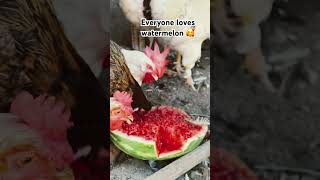 chicken chicks rooster shorts viralvideo [upl. by Laine931]