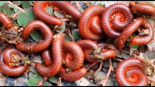 Millipedes 1millipede 001 frog nature babyanimals [upl. by Jorgenson]