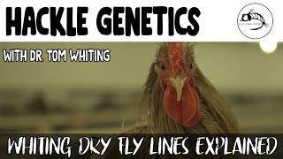 Dry Fly Hackle Genetic Lines EXPLAINED [upl. by Shiau187]