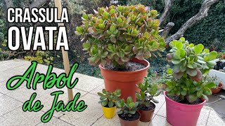 CRASSULA OVATA  Arbol de Jade 🌳 [upl. by Enyad751]