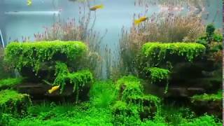 Pearl WeedDwarf Baby TearsMonte CarloLive Aquarium Plants [upl. by Aloisius874]