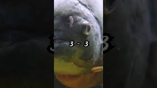 Piranha vs Arapaima Gigas [upl. by Finkelstein]