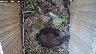 Day 19 Bewicks wren nest box [upl. by Nylsoj]