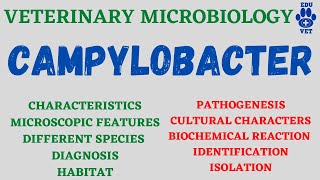 Campylobacter Microbiology Bacteriology [upl. by Anyaled208]