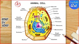 Animal Cell Diagram Drawing  Animal cell structure Labelled  Step by step [upl. by Kenay720]