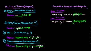 Glucagon Signaling Cascade  GPCR GProtein Coupled Receptor [upl. by Snoddy26]