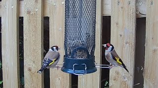 Goldfinch and house sparrows feeding on the sunflower hearts [upl. by Comras628]