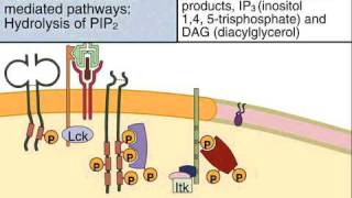 Early Tyrosine Phosphorylation and the Calcium and Protein Kinase C Mediated Signaling Pathways in T Lymphocytes [upl. by Shivers]