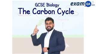 The Carbon Cycle  GCSE Biology [upl. by Carlen992]