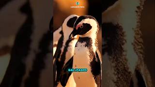 PINGUINS as AVES NADADORAS [upl. by Adnarahs]