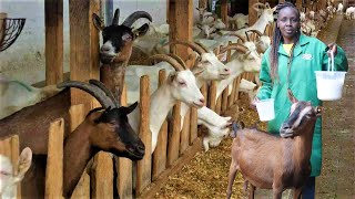 How I Keep 73 Dairy Goats on a 20x50 plot in Nairobi City [upl. by Lemyt]