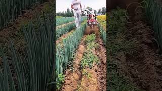 Drainage ditch making process for green onion field [upl. by Heti]