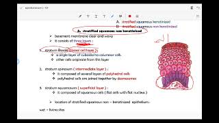 lecture 2 Stratified epithelium [upl. by Lewison]