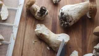 Preserving and trimming fresh porcini [upl. by Winne]