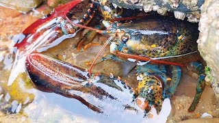 After low tide the seafood floods the lobster is bigger than the head [upl. by Comfort]