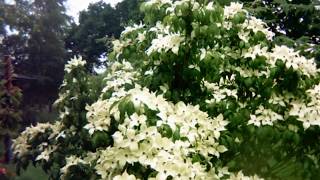 Cornus kousa China Girl Timelapse [upl. by Hoehne]