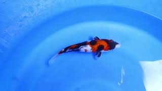 Showa Genjiro Koi Farm Size 23 cm [upl. by Domonic]