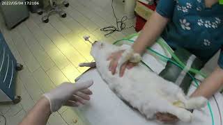 Full procedure Surgery Rabbit odontogenic AbscessPART1Anesthesia ETintubation amp intraoral check up [upl. by Asor153]