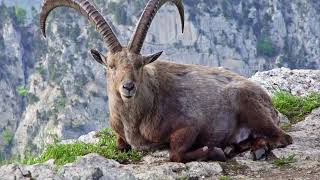 Pyrenean Ibex [upl. by Tran613]