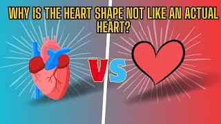 The Surprising History of the Heart Shape [upl. by Laresa]