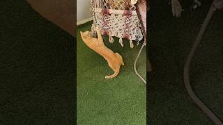 quotMy Cats Got A Swing Crushquotcatonswingpetobsessioncutecatsanimalantics catloveswinglovecats [upl. by Hepsiba]