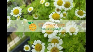 Feverfew extracts Tanacetum parthenium extracts Parthenolide benefits production2018organic [upl. by Ahsienahs]