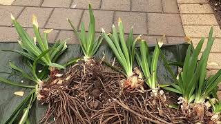 How to propagate Agapanthus orientalis [upl. by Reltuc]