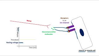 Excitatory Neurotransmitter [upl. by Linc289]