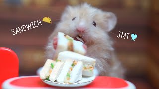 tiny SANDWICH🥪My hamsters favorite food ｜ [upl. by Enneles906]