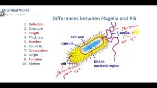 Difference between bacterial Flagella and Pili [upl. by Melia]