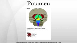 Putamen [upl. by Isa662]