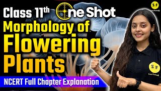 MORPHOLOGY OF FLOWERING PLANTS One Shot  Class 11th Biology NCERT Full Explanation with Sonam Maam [upl. by Emoryt86]