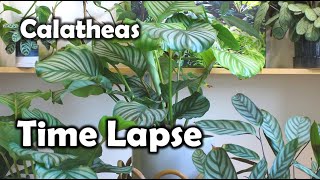 Calathea orbifolia TimeLapse Prayer Plant [upl. by Nylde300]