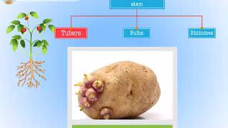 Modification of root stem and leaf  Macmillan Education India [upl. by Enidan]