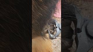 Ergot removal draft horse chestnut trim satisfying farrier hoof trim [upl. by Letti]