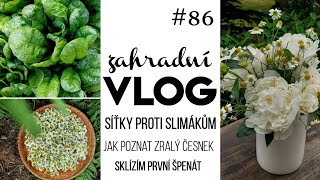 VLOG 86  síťky proti slimákům zraje česnek sklízím špenát 🌱🌱🌱 [upl. by Hedberg]