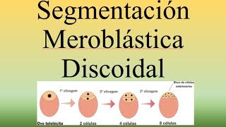 Segmentacion Meroblastica DiscoidalBIOPEDIA [upl. by Ariay345]