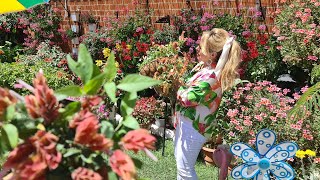 ¡BELOPERONE PLANTA ATRACTIVA MUY FÁCIL DE CUIDAR Y TIENE FLORES TODO EL AÑO🌷 [upl. by Xaviera]